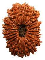 Rudraksha Origins