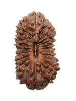 Rudraksha Origins