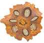 Rudraksha Origins