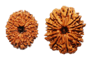 Rudraksha Origins