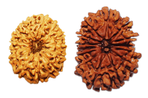 Rudraksha Origins