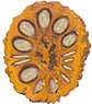 Rudraksha Origins