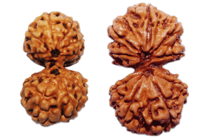 Rudraksha Origins