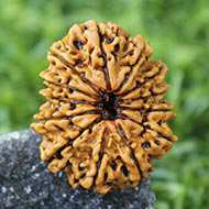 Rudraksha Mukhis Properties