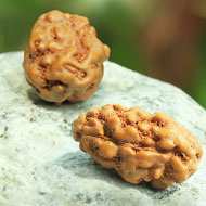 Rudraksha Mukhis Properties