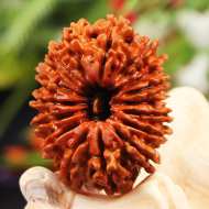 Rudraksha Mukhis Properties