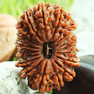 Rudraksha Mukhis Properties