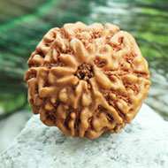 Rudraksha Mukhis Properties