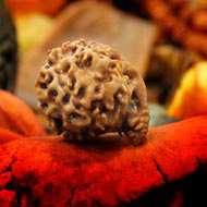 Rudraksha Mukhis Properties