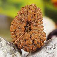 Rudraksha Mukhis Properties