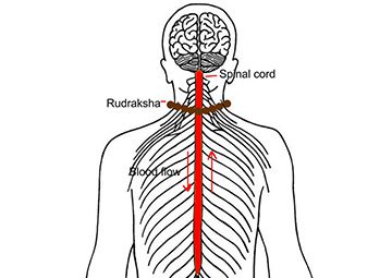 Rudraksha Research