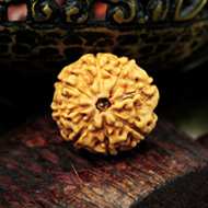 Rudraksha Mukhis Properties