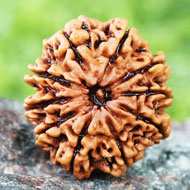 Rudraksha Mukhis Properties