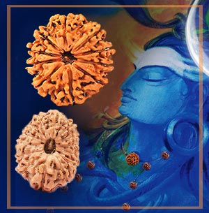 About Rudraksha