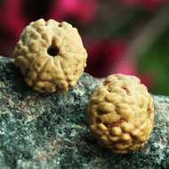 Rudraksha Mukhis Properties