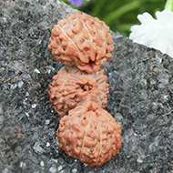 Rudraksha Mukhis Properties