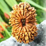 Rudraksha Mukhis Properties