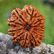 Rudraksha Mukhis Properties