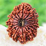 Rudraksha Mukhis Properties