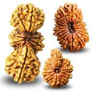 Rudraksha Mukhis Properties