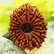 Rudraksha Mukhis Properties