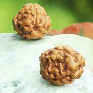 Rudraksha Mukhis Properties