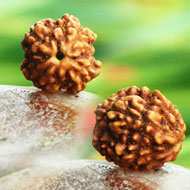 Rudraksha Mukhis Properties