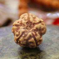 Rudraksha Mukhis Properties