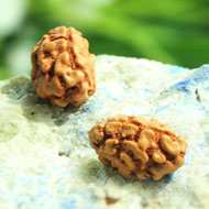 Rudraksha Mukhis Properties