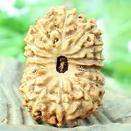 Rudraksha Mukhis Properties