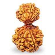 Rudraksha Mukhis Properties