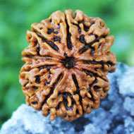 Rudraksha Mukhis Properties