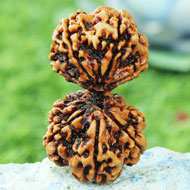 Rudraksha Mukhis Properties