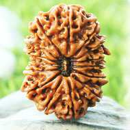 Rudraksha Mukhis Properties