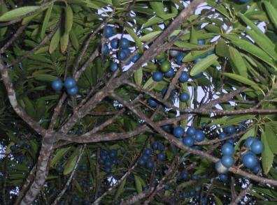 Rudraksha Tree