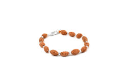 2 Mukhi Moon Rudraksha Bracelet for happiness and promotes unity and harmony