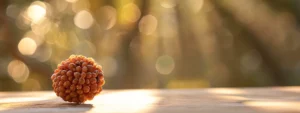 a close-up shot of a single rudraksha bead, highlighted against a soft, blurred background, showcasing its intricate texture and spiritual aura.