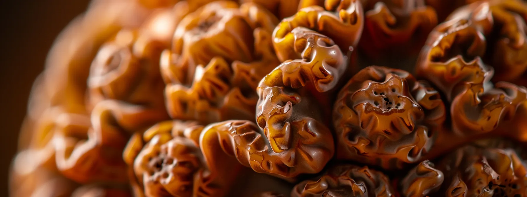 a close-up photo showing the intricate 18 natural faces, smooth texture, and rich color of a genuine eighteen mukhi rudraksha bead.