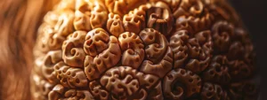 a close-up shot of a stunning, intricately detailed sixteen mukhi rudraksha bead.