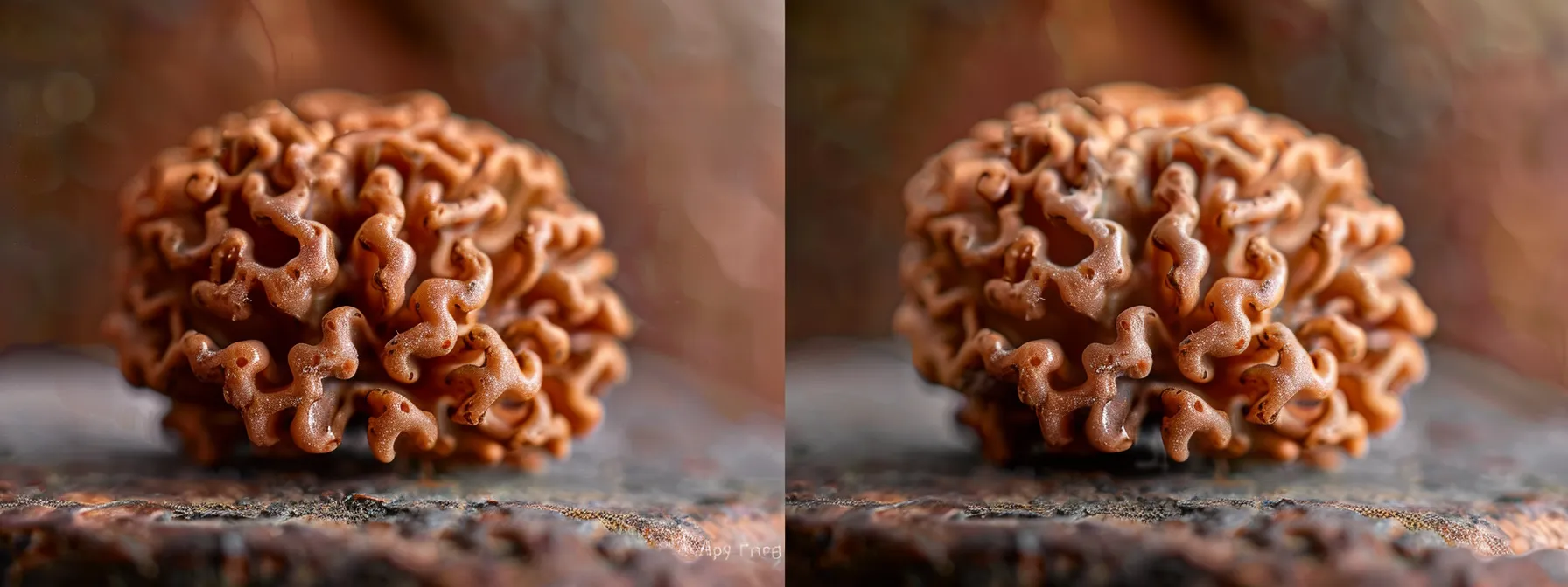 a close-up photo showcasing the natural mukhi lines, texture, and color variations of a genuine eleven mukhi rudraksha bead.