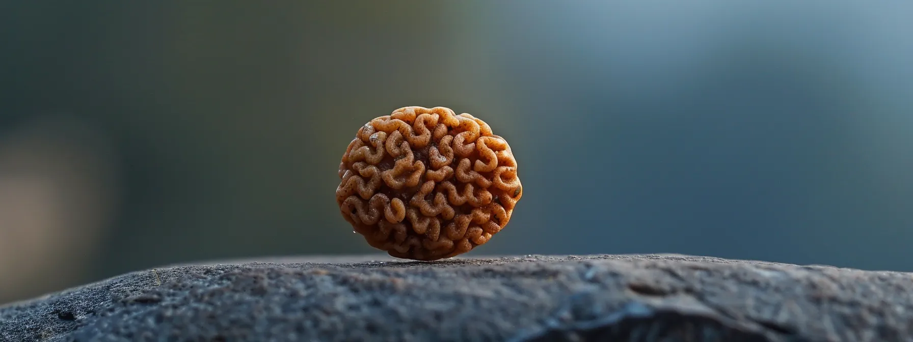 a close-up photo of a half-moon shaped one mukhi rudraksha bead, showcasing its unique and authentic features.