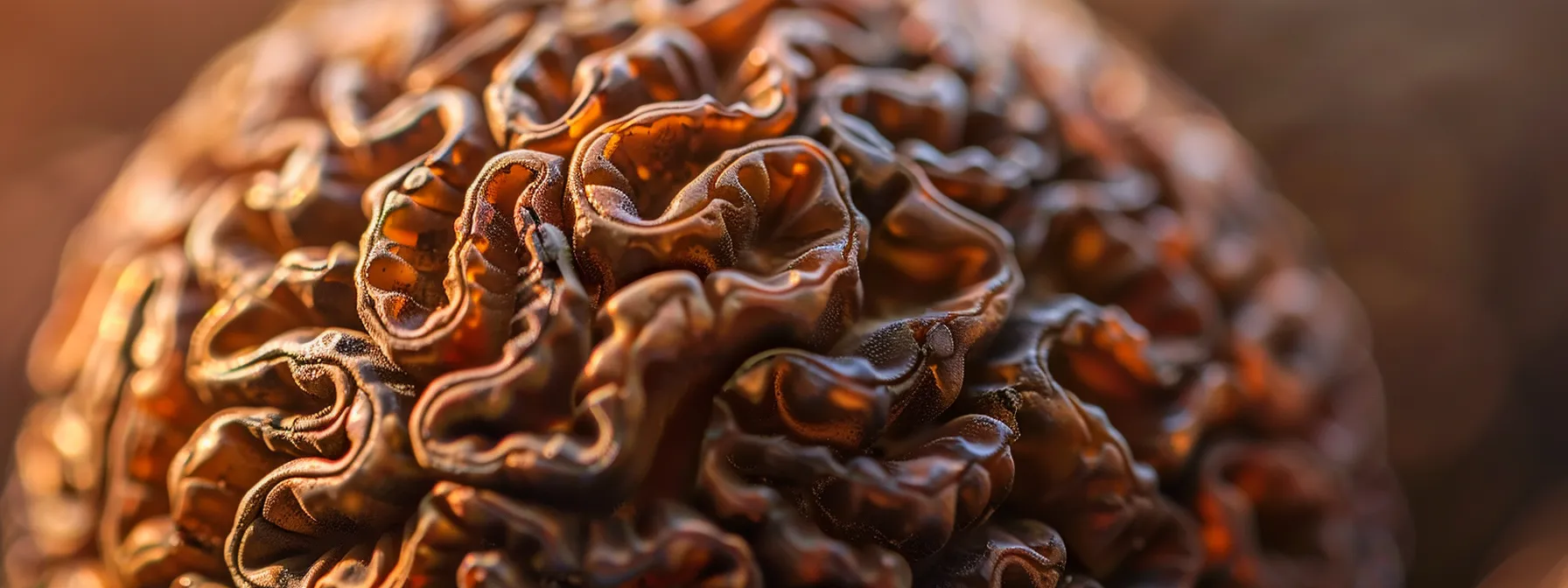 a close-up photo showing the intricate natural lines, color variations, and unique texture of an authentic three mukhi rudraksha bead.