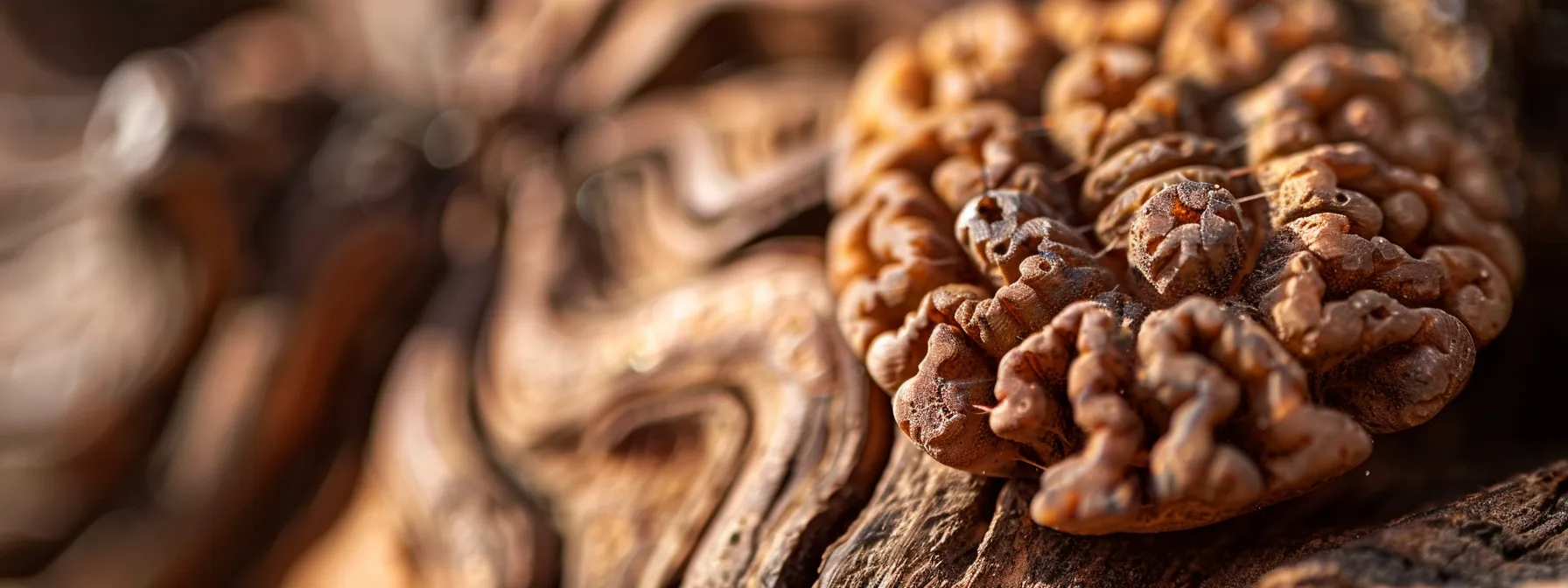 a close-up photo capturing the intricate lines and unique wood texture of a twenty one mukhi rudraksha under magnification.