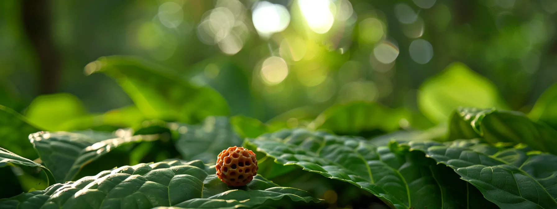 a serene close-up of a rudraksha bead resting on a bed of soothing green leaves, radiating a sense of calm and inner peace.