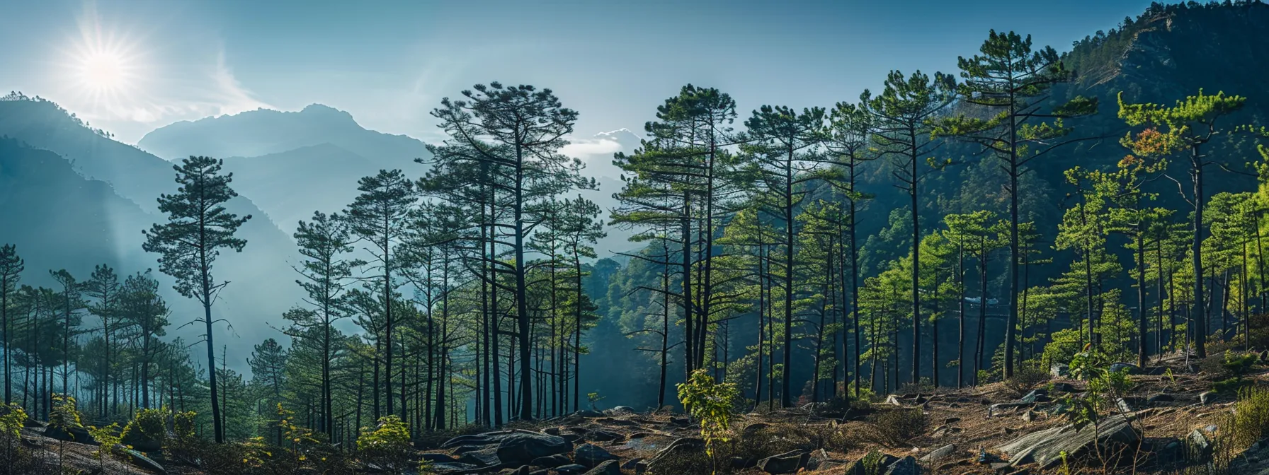 a serene forest in the himalayas, adorned with lush rudraksha trees, symbolizing their crucial ecological importance in the region.