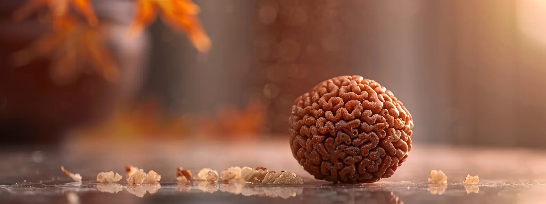 an image depicting a close-up view of a genuine twenty one mukhi rudraksha, showcasing its natural mukhi lines, unique texture, and distinct size and shape.