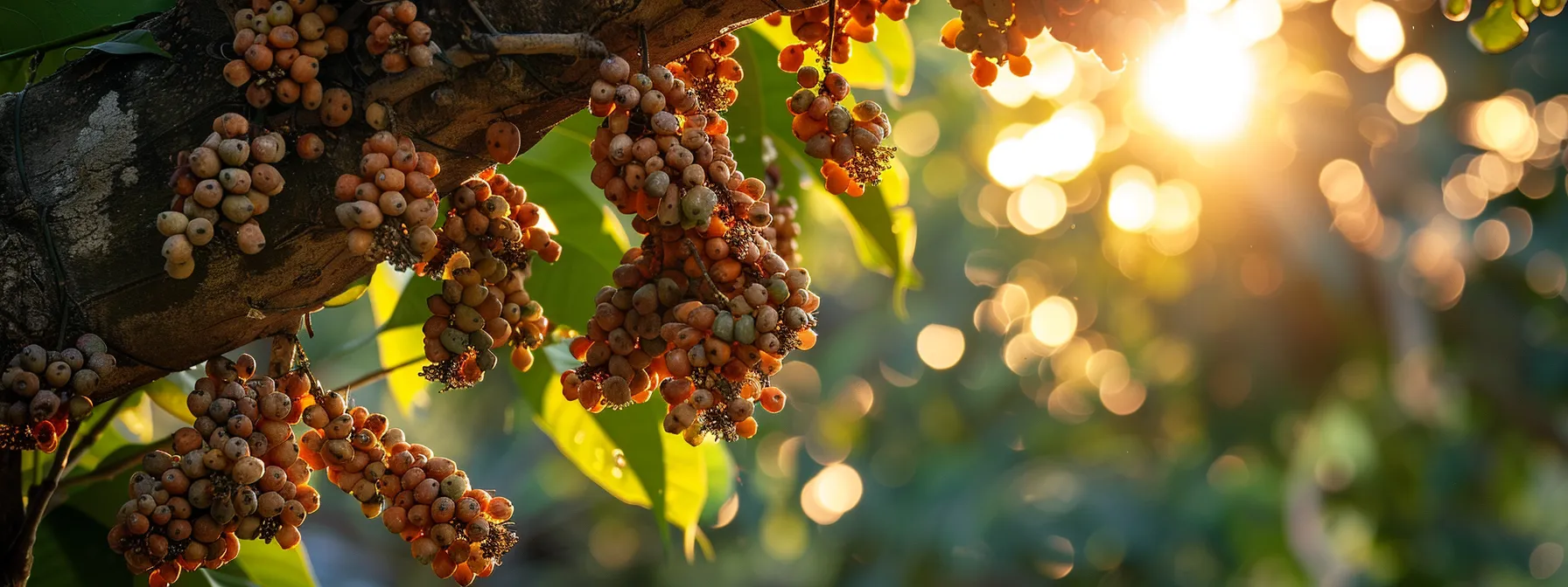 under the dappled sunlight, the sacred rudraksha tree stands tall, adorned with its unique fruits symbolizing spiritual devotion and ancient cultural significance.