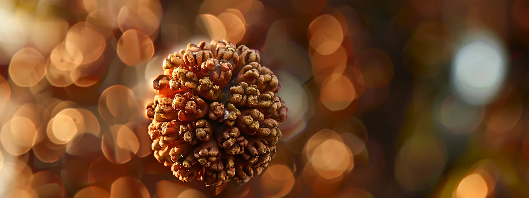 a close-up shot of a twelve mukhi rudraksha suspended in soft, natural light, showcasing its intricate twelve faces and spiritual significance.